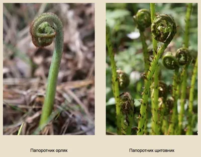 Папоротник Страусник (Matteuccia struthiopteris) - Питомник и Садовый центр  Русские Деревья