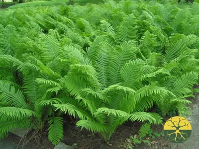 Папаротник Страусник обыкновенный (Matteuccia struthiopteris)