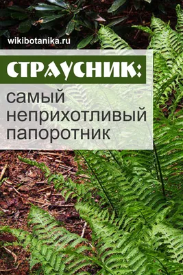 Купить папоротник Страусник обыкновенный / Matteuccia struthiopteris в  Подмосковье в Сергиевом Посаде в питомнике АгроПАРК