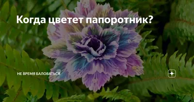 Ивана Купала 2023 - как цветет папоротник и зачем его искать | РБК Украина