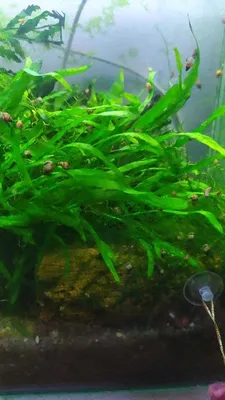 Папоротник Таиландский узколистный / Microsorum pteropus Narrow Leaf, ✔️ 50  грн. ᐉ Аквариумные растения в Харькове на BON.ua 82304661