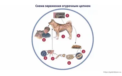 Воспаление молочных желез у собак и кошек / вебинар / лекция / ветеринарная  клиника - YouTube