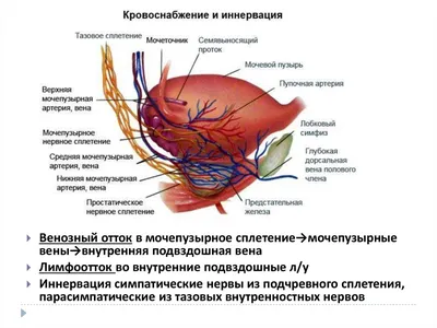 ДИАГНОСТИКА И ЛЕЧЕНИЕ ДОБРОКАЧЕСТВЕННЫХ ПАРАУРЕТРАЛЬНЫХ ОБРАЗО