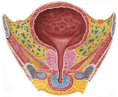 PDF) Benign masses of the female paraurethral region