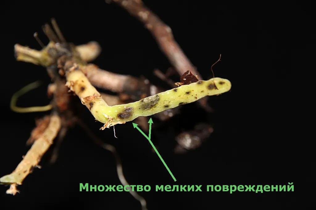 Орхидея на корнях пятна. Фузариоз орхидей. Fusarium oxysporum орхидеи. Фузариоз орхидей фаленопсис. Фузариозная гниль орхидей.