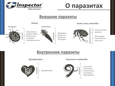 Он увидел нечто странное на лапе у щенка, когда он пригляделся… О