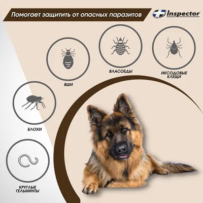 Препараты от глистов для собак - таблетки, лекарства от паразитов