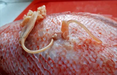 Копеподы в морском окуне: что это и стоит ли опасаться? | fish2o |  производитель премиум лосося | Дзен
