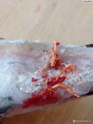 В Красноярске мужик нашёл червей в рыбе, но продавец сказал, что это  нормально - ЯПлакалъ