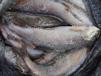 Паразиты в рыбе: жителю Ярославля в крупном гипермаркете в поселке Нагорный  продали рыбу с солитером, 28 октября 2022 год - 29 октября 2022 - 76.ru