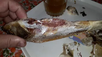 Глисты в рыбе – какие бывают, как выглядят и можно ли есть? - Болезни рыб.  - Одесский Клуб Рыболовов