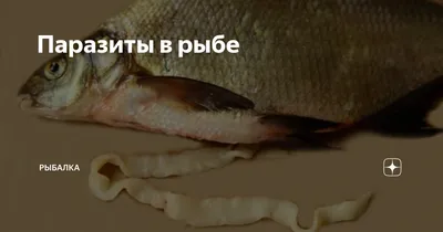 Мясо рыбы, в котором больше всего глистов | PRO ЗДОРОВЬЕ | Дзен
