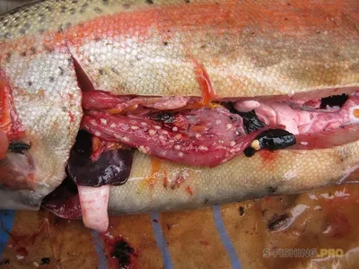 Купили рыбу, а внутри кишат красные черви»: кировчане рассказали о  неудачной покупке
