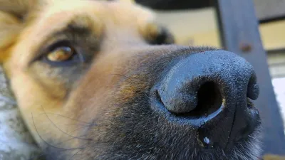 Как лечить ушную гематому у собаки?