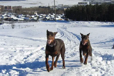 Две служебные собаки УФСИН Удмуртии ушли на заслуженный отдых - KP.RU