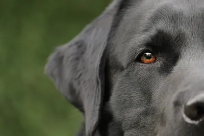 Запор у собаки: что делать и как помочь собаке при запоре дома | Royal Canin