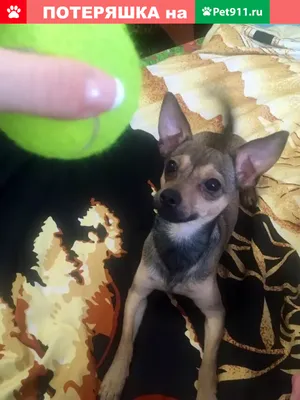 Пропала собака Паша в ХМАО, Советский район | Pet911.ru