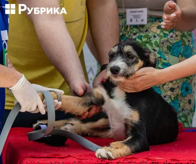 Перша допомога тварині: як врятувати життя улюбленця – Рубрика