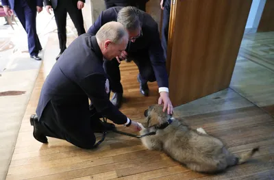 Best DOGS