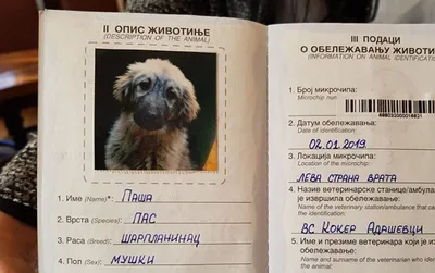 Отруєння у собак – причини, симптоми отруєнь різними речовинами, перша  допомога та профілактика