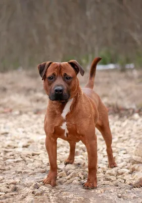 Пропала собака Паша, шпиц, Уфа | Pet911.ru