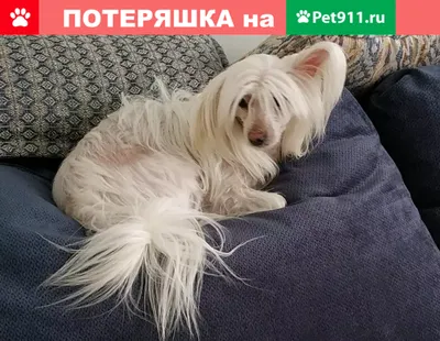 Пропала собака в Фирсановке, Химки, Зеленоград - Китайская хохлатая Паша |  Pet911.ru