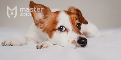 Течка у собак 🐕 – сколько длится, признаки и симптомы, помощь питомцу