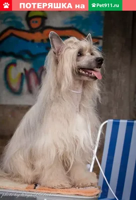 Пропала собака Паша, Ликино-Дулёво, Московская область. | Pet911.ru