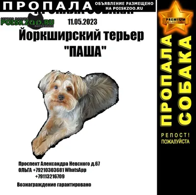 Флайбер - первая двусторонняя летающая тарелка для собак и их владельцев  Лайм