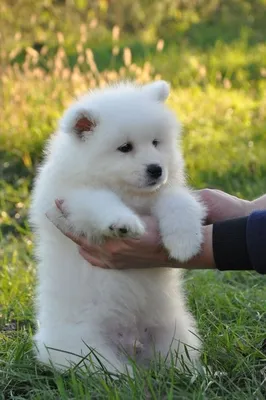 krbk и эскобар | Dog cat, Dogs and puppies, Dogs