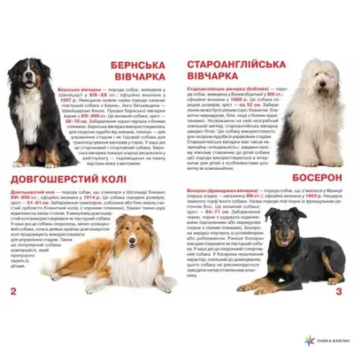 Собака Мэри — rrrrrrr