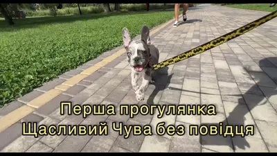 Велика книжка. Службові собаки , , БАО купить книгу 978-966-936-115-8 –  Лавка Бабуин, Киев, Украина