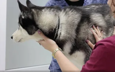 Парвовирусный энтерит у собак 🐶 симптомы, лечение и вакцинация