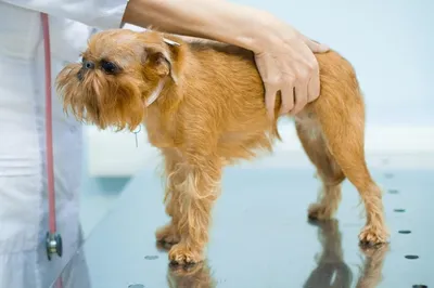 Парвовирусный энтерит у собак и щенков: симптомы, признаки и лечение. |  Домашние животные - самое важное | Дзен