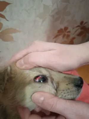 Парвовирусный энтерит у собак — Ветеринарный центр доктора Новичихиной А.В.  в Череповце
