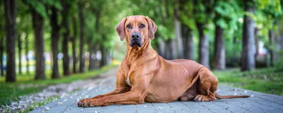 Парвовирусный энтерит у собак | Ветеринарный центр Успех