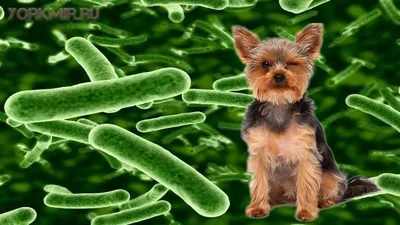 Парвовирусный энтерит у собак: как избежать и по каким симптомам выявить  вовремя | Хаски и друзья | Дзен