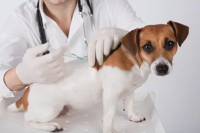 Парвовирус у собак — симптомы и причины заболевания | Hill's Pet