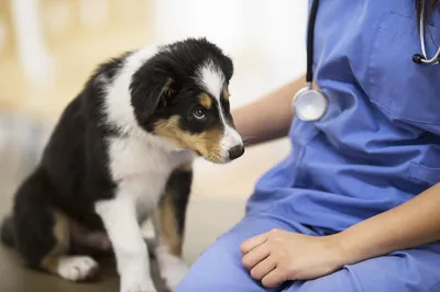 Энтерит у собак: симптомы, лечение, профилактика в домашних условиях