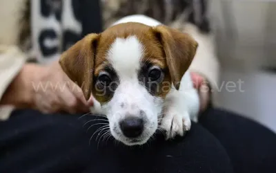 Парвовирусный энтерит у собак — Центр ветеринарної допомоги «Елітвет»