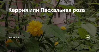 Декоративный кустарник,керия японская, пасхальная роза, саженцы: 50 грн. -  Сад / город Куяльник на Olx