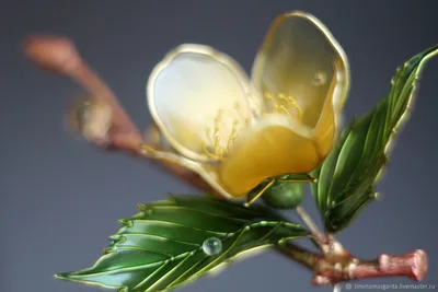 Керрия японская 'Pleniflora', Роза пасхальная, купить в Ростове, Kerria  japonica 'Pleniflora' box, заказать почтой, Кустарники лиственные в  контейнерах Купить растения в Ростове-на-Дону, Интернет-магазин, питомник  растений, хвойные и лиственные ...