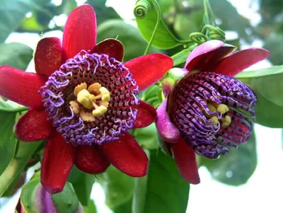 Коллекции растений ЦСБС СО РАН - Passiflora murucuja L. – Пассифлора  маракуйя