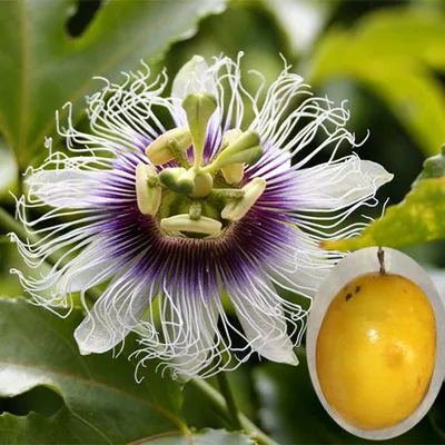 Пассифлора Голубая Страстоцвет Голубой Кавалерская Звезда Passiflora  Caerulea - купить семена овощей с доставкой по Украине в магазине Добродар