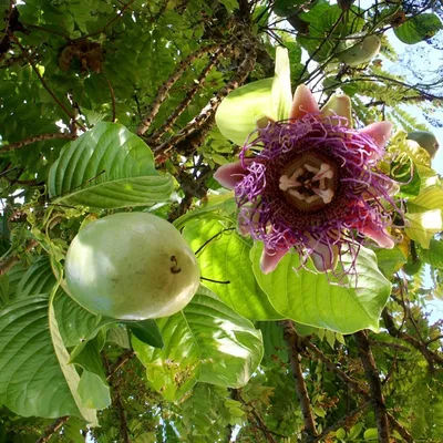 Пассифлора маракуйя семена (10 шт) (Passiflora incarnat) северная  инкарнатная страстоцвет морозостойкая (ID#1319082565), цена: 134.10 ₴,  купить на Prom.ua