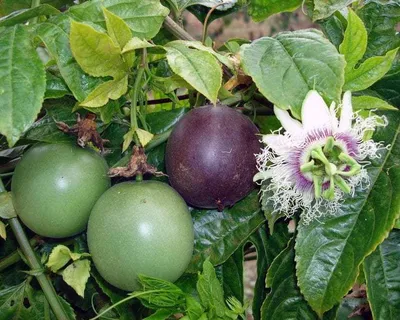 Пассифлора съедобная Passiflora edulis Маракуйя