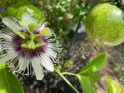 Страстоцвет язычковый семена Сладкая гранадилла - Passiflora ligularis 5 шт  (ID#1645112078), цена: 120 ₴, купить на Prom.ua