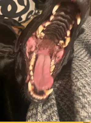 Фото Крупным планом счастливая собака раскрывает челюсти и показывает язык