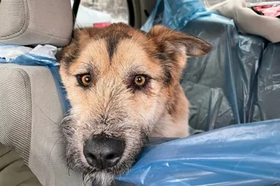 Что может поместиться в пасть собаки: показали в забавной фотосессии - Pets