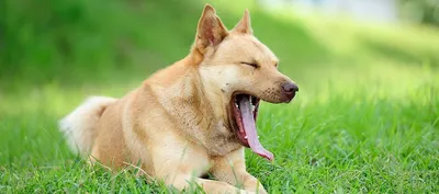 10 удивительных фактов про язык собаки - Питомцы Mail.ru